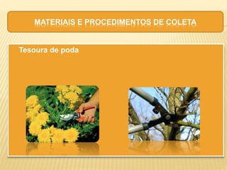  Tesoura de poda
MATERIAIS E PROCEDIMENTOS DE COLETA