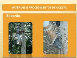  Esporão
MATERIAIS E PROCEDIMENTOS DE COLETA