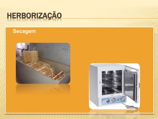 HERBORIZAÇÃO
Secagem