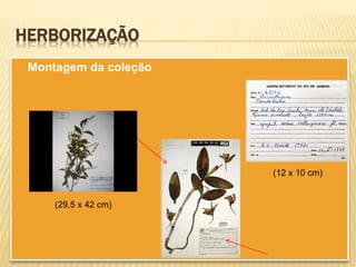 HERBORIZAÇÃO
Montagem da coleção
(29,5 x 42 cm)
(12 x 10 cm)