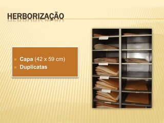  Capa (42 x 59 cm)
Duplicatas
HERBORIZAÇÃO