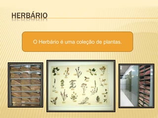 HERBÁRIO
O Herbário é uma coleção de plantas.