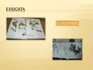 EXSICATA
É uma amostra