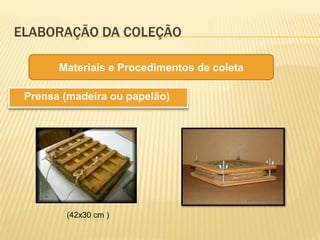 ELABORAÇÃO DA COLEÇÃO
Prensa (madeira ou papelão)
Materiais e Procedimentos de coleta
(42x30 cm )