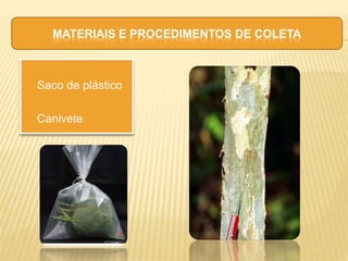  Saco de plástico
Canivete
MATERIAIS E PROCEDIMENTOS DE COLETA
