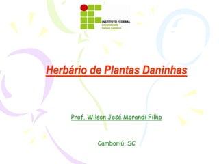 Herbário de Plantas Daninhas
Prof. Wilson José Morandi Filho
Camboriú, SC
 