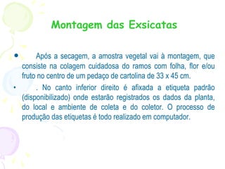 Montagem das Exsicatas
• Após a secagem, a amostra vegetal vai à montagem, que
consiste na colagem cuidadosa do ramos com folha, flor e/ou
fruto no centro de um pedaço de cartolina de 33 x 45 cm.
• . No canto inferior direito é afixada a etiqueta padrão
(disponibilizado) onde estarão registrados os dados da planta,
do local e ambiente de coleta e do coletor. O processo de
produção das etiquetas é todo realizado em computador.
 