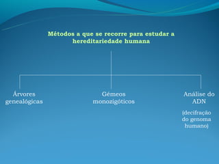 Métodos a que se recorre para estudar a
                     hereditariedade humana




  Árvores                     Gémeos                     Análise do
genealógicas                monozigóticos                  ADN
                                                         (decifração
                                                         do genoma
                                                          humano)
 