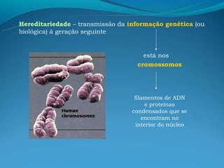 Hereditariedade – transmissão da informação genética (ou
biológica) à geração seguinte


                                     está nos
                                   cromossomos




                                   filamentos de ADN
                                        e proteínas
                                  condensados que se
                                      encontram no
                                    interior do núcleo
 