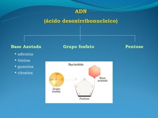 ADN
               (ácido desoxirribonucleico)



Base Azotada          Grupo fosfato          Pentose
 • adenina
 • timina
 • guanina
 • citosina
 