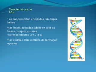 Características do
 ADN

• as cadeias estão enroladas em dupla
hélice
• as bases azotadas ligam-se com as
bases complementares
correspondentes (a-t / g-c)
• as cadeias têm sentidos de formação
opostos
 