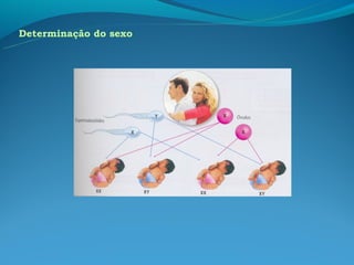 Determinação do sexo
 