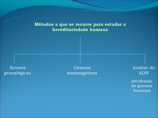 Métodos a que se recorre para estudar a
                     hereditariedade humana




  Árvores                     Gémeos                     Análise do
genealógicas                monozigóticos                  ADN
                                                         (decifração
                                                         do genoma
                                                          humano)
 
