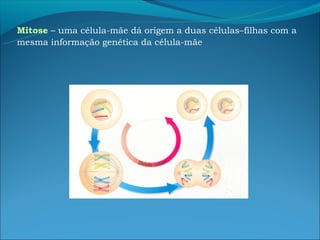 Mitose – uma célula-mãe dá origem a duas células–filhas com a
mesma informação genética da célula-mãe
 