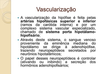 Vascularização
 A vascularização da hipófise é feita pelas
artérias hipofásicas superior e inferior
(ramos da carótida interna) e por um
complexo sistema vascular especializado,
chamado de sistema porta hipotálamo-
hipofisário;
 Através deste sistema, o sangue venoso
proveniente da eminência mediana do
hipotálamo se dirige à adenohipófise,
trazendo neuropeptídeos secretados por
neurônios hipotalâmicos;
 O papel desses neuropeptídeos é controlar
(ativando ou inibindo) a secreção dos
hormônios adenohipofisários;
 