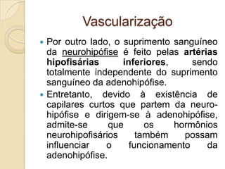 Vascularização
 Por outro lado, o suprimento sanguíneo
da neurohipófise é feito pelas artérias
hipofisárias inferiores, sendo
totalmente independente do suprimento
sanguíneo da adenohipófise.
 Entretanto, devido à existência de
capilares curtos que partem da neuro-
hipófise e dirigem-se à adenohipófise,
admite-se que os hormônios
neurohipofisários também possam
influenciar o funcionamento da
adenohipófise.
 