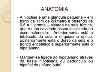 ANATOMIA
 A hipófise é uma glândula pequena – em
torno de 1cm de diâmetro e pesando de
0,5 a 1 grama – situada na sela túrcica,
que é uma cavidade óssea localizada no
osso esfenoide. Anteriormente está o
tubérculo da sela e o quiasma óptico,
posteriormente está o dorso da sela e o
tronco encefálico e superiormente está o
hipotálamo;
 Mantém-se ligada ao hipotálamo através
da haste hipofisária ou pedúnculo ou
hipofisário (infundíbulo);
 