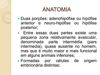 ANATOMIA
 Duas porções: adenohipófise ou hipófise
anterior e neuro-hipófise ou hipófise
posterior;
 Entre essas duas partes existe uma
pequena zona relativamente avascular,
denominada parte intermédia (pars
intermedia), quase ausente no homem,
mas que é muito maior e mais funcional
em alguns animais inferiores;
 Formadas por células de origem
embrionária distintas;
 