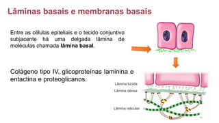 Lâminas basais e membranas basais
Entre as células epiteliais e o tecido conjuntivo
subjacente há uma delgada lâmina de
moléculas chamada lâmina basal.
Lâmina densa
Lâmina lúcida
Colágeno tipo IV, glicoproteínas laminina e
entactina e proteoglicanos.
Lâmina reticular
10
 
