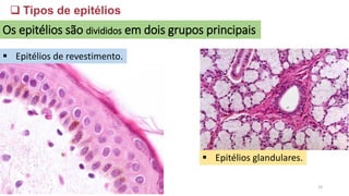 ❑ Tipos de epitélios
Os epitélios são divididos em dois grupos principais
▪ Epitélios de revestimento.
▪ Epitélios glandulares.
14
 