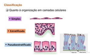 Classificação
❑ Quanto à organização em camadas celulares
▪ Simples
▪ Estratificado
▪ Pseudoestratificado
15
 