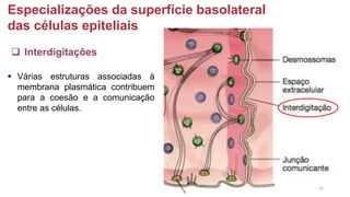 Especializações da superfície basolateral
das células epiteliais
❑ lnterdigitações
▪ Várias estruturas associadas à
membrana plasmática contribuem
para a coesão e a comunicação
entre as células.
22
 