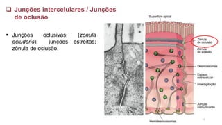 ❑ Junções intercelulares / Junções
de oclusão
▪ Junções oclusivas; (zonula
ocludens); junções estreitas;
zônula de oclusão.
23
 