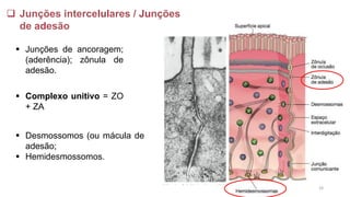 ▪ Junções de ancoragem;
(aderência); zônula de
adesão.
❑ Junções intercelulares / Junções
de adesão
▪ Complexo unitivo = ZO
+ ZA
▪ Desmossomos (ou mácula de
adesão;
▪ Hemidesmossomos.
24
 