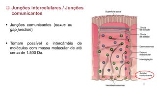 ❑ Junções intercelulares / Junções
comunicantes
▪ Junções comunicantes (nexus ou
gap junction)
▪ Tomam possível o intercâmbio de
moléculas com massa molecular de até
cerca de 1.500 Da.
25
 