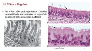 ❑ Cílios e flagelos
▪ Os cílios são prolongamentos dotados
de motilidade, encontrados na superfície
de alguns tipos de células epiteliais
28
 