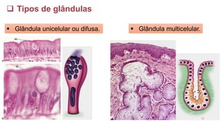 ❑ Tipos de glândulas
▪ Glândula unicelular ou difusa. ▪ Glândula multicelular.
32
 