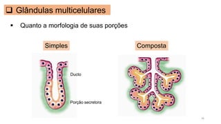 ❑ Glândulas multicelulares
Ducto
Porção secretora
Simples Composta
▪ Quanto a morfologia de suas porções
36
 