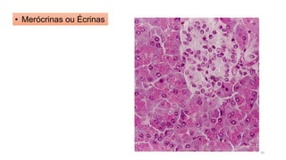 • Merócrinas ou Écrinas
39
 