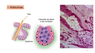 • Holócrinas
Pelo
Epiderme
Liberação da célula
e seu conteúdo
40
 