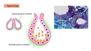 • Apócrinas
Alvéolo glandular mamário
Secreção lipídica e protéica
41
 