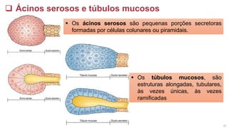 ❑ Ácinos serosos e túbulos mucosos
▪ Os ácinos serosos são pequenas porções secretoras
formadas por células colunares ou piramidais.
▪ Os túbulos mucosos, são
estruturas alongadas, tubulares,
às vezes únicas, às vezes
ramificadas
42
 