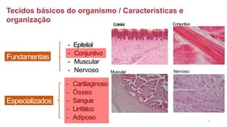Tecidos básicos do organismo / Características e
organização
Fundamentais
- Epitelial
- Conjuntivo
- Muscular
- Nervoso
Especializados
- Cartilaginoso
- Ósseo
- Sangue
- Linfático
- Adiposo 6
Epitelial Conjuntivo
Muscular Nervoso
 