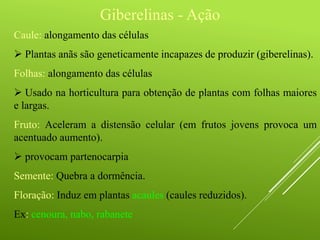 Giberelinas - Ação
Caule: alongamento das células
 Plantas anãs são geneticamente incapazes de produzir (giberelinas).
Folhas: alongamento das células
 Usado na horticultura para obtenção de plantas com folhas maiores
e largas.
Fruto: Aceleram a distensão celular (em frutos jovens provoca um
acentuado aumento).
 provocam partenocarpia
Semente: Quebra a dormência.
Floração: Induz em plantas acaules (caules reduzidos).
Ex: cenoura, nabo, rabanete
 