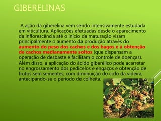 GIBERELINAS
A ação da giberelina vem sendo intensivamente estudada
em viticultura. Aplicações efetuadas desde o aparecimento
da inflorescência até o início da maturação visam
principalmente o aumento da produção através do
aumento do peso dos cachos e dos bagos e à obtenção
de cachos medianamente soltos (que dispensam a
operação de desbaste e facilitam o controle de doenças).
Além disso, a aplicação do ácido giberélico pode acarretar
no engrossamento dos pedicelos e engaços e obtenção de
frutos sem sementes, com diminuição do ciclo da videira,
antecipando-se o período de colheita.
 