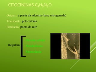 CITOCININAS C4H5N3O
Origem: a partir da adenina (base nitrogenada)
Transporte: pelo xilema
Produção: ponta da raiz
Divisão celular
Metabolismo
Senescência
[
Regulam
 
