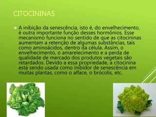 CITOCININAS
 A inibição da senescência, isto é, do envelhecimento,
é outra importante função desses hormônios. Esse
mecanismo funciona no sentido de que as citocininas
aumentam a retenção de algumas substâncias, tais
como aminoácidos, dentro da célula. Assim, o
envelhecimento, o amarelecimento e a perda de
qualidade de mercado dos produtos vegetais são
retardados. Devido a essa propriedade, a citocinina
está sendo usada como inibidor de senescência em
muitas plantas, como o alface, o brócolis, etc.
 