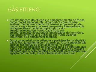 GÁS ETILENO
 Um das funções do etileno é o amadurecimento de frutos,
como maçãs, bananas, etc. Uma prática comum para
acelerar o amadurecimento da banana é queimar pó de
madeira nas câmaras de armazenamento. Essa queima de
serragem libera o etileno que é indutor do
amadurecimento de frutos. Cada fruto em
amadurecimento libera outras quantidades do hormônio,
que possivelmente será utilizado em frutos vizinhos
induzindo-os a amadurecer também.
 Outra característica do etileno é a participação na abscisão
das folhas, juntamente com as auxinas. A concentração das
auxinas nas folhas de plantas diminui no outono,
induzindo modificações na chamada zona de abscisão, que
passa a produzir etileno. O etileno enfraquece as células a
tal ponto que o peso da folha é suficiente para romper sua
ligação com o caule, assim a folha se destaca e cai.
 