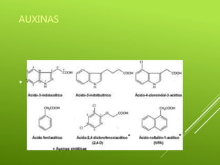 AUXINAS
 Tipos de auxina
 