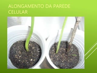 ALONGAMENTO DA PAREDE
CELULAR
 