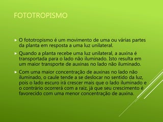 FOTOTROPISMO
 O fototropismo é um movimento de uma ou várias partes
da planta em resposta a uma luz unilateral.
 Quando a planta recebe uma luz unilateral, a auxina é
transportada para o lado não iluminado. Isto resulta em
um maior transporte de auxinas no lado não iluminado.
 Com uma maior concentração de auxinas no lado não
iluminado, o caule tende a se deslocar no sentido da luz,
pois o lado escuro irá crescer mais que o lado iluminado e
o contrário ocorrerá com a raiz, já que seu crescimento é
favorecido com uma menor concentração de auxina.
 