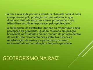 GEOTROPISMO NA RAIZ
 A raiz é revestida por uma estrutura chamada coifa. A coifa
é responsável pela produção de uma substância que
diminui o atrito da raiz com a terra, protegendo a raiz.
Além disso, a coifa é responsável pelo geotropismo.
 A coifa possui os estatólitos, que são os responsáveis pela
percepção da gravidade. Quando colocada em posição
horizontal, os estatólitos da raiz mudam de posição dentro
da célula. Este movimento dos estatólitos provoca a
redistribuição da auxina e a partir disso, ocorre o
movimento da raiz em direção à força da gravidade.
 