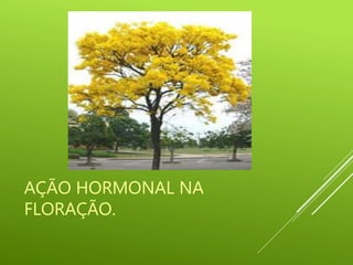 AÇÃO HORMONAL NA
FLORAÇÃO.
 