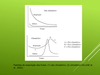 Padrões de respiração das frutas: (1) não climatérico; (2) climatérico (KLUGE et
al., 2002).
 