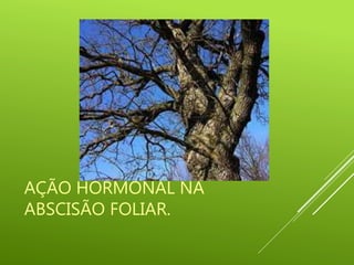AÇÃO HORMONAL NA
ABSCISÃO FOLIAR.
 