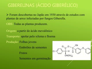 GIBERELINAS (ÁCIDO GIBERÉLICO)
 Foram descobertas no Japão em 1930 através de estudos com
plantas de arroz infectadas por fungos Giberella.
OBS: Todas as plantas produzem.
Origem: a partir do ácido mevalônico
Transporte: apolar pelo xilema e floema
Produção: Folhas jovens
Embriões de sementes
Frutos
Sementes em germinação
 